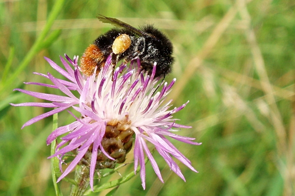 Insektensommer im vollen Gange Steinhummel liegt bisher vorne