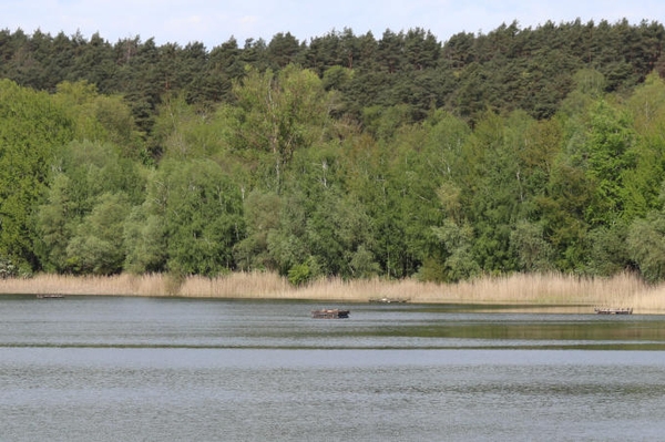 Neue Brutinsel an der Grube Wilhelmsee Mehr Platz für die Flussseeschwalbe