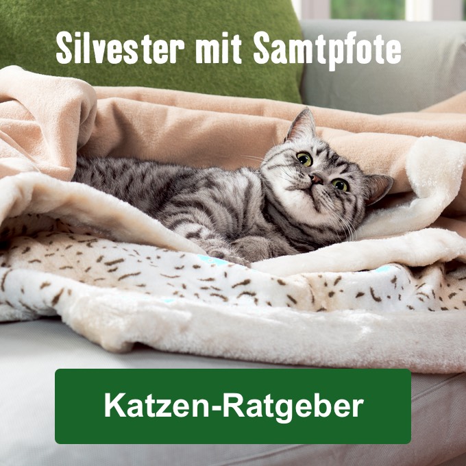 Silvester mit Samtpfote