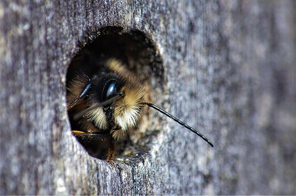 Kinderstuben für summende Nachbarinnen NABU gibt Tipps für Wildbienen-Nishilfen