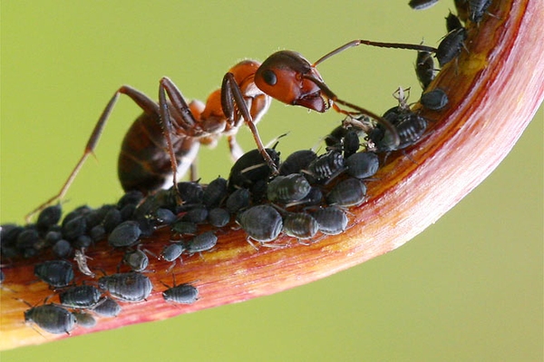 14 unglaubliche Fakten… …zu ganz normalen Insekten und wie sie unser Leben verändern