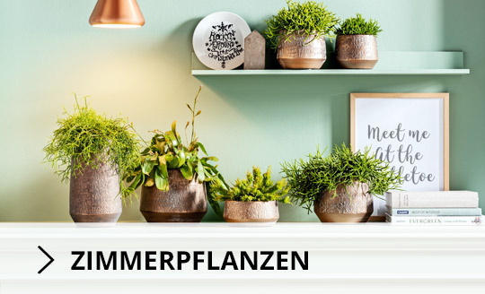 Zimmerpflanzen