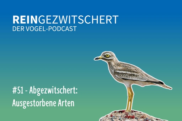 Reingezwitschert – der NABU-Vogelpodcast Tipps, Neuigkeiten und Kurioses für alle Vogelfans