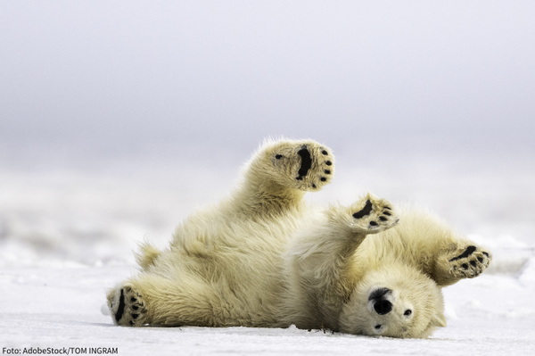 Helfen Sie uns die Eisbären zu schützen! Im Einsatz gegen internationalen Fell- und Trophäenhandel