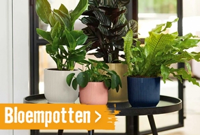 Bloempotten & plantenbakken | HORNBACH