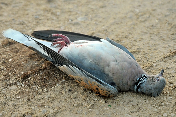 Sorge um rückkehrende Turteltauben Malta erlaubt Zugvogeljagd im Frühjahr