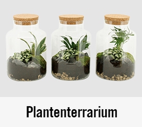 Plantenterraria | HORNBACH