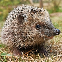 Igel brauchen Freunde - Foto: Roger Cornitzius