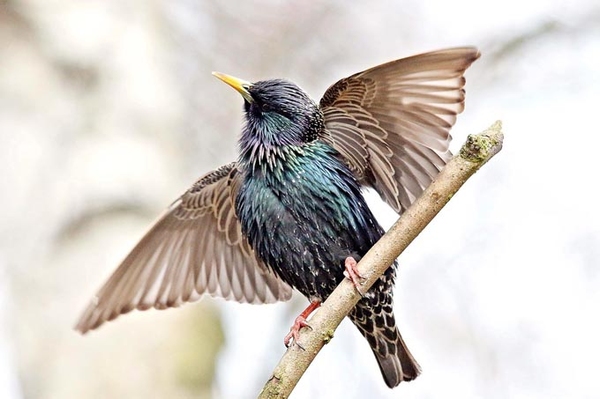 Milder Winter schickt Vögel in Balzlaune Vögel sind Indikatoren für Klimawandel