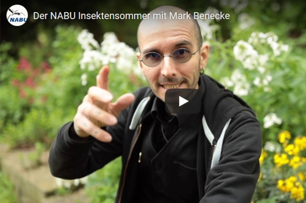 Basisinfos zum Insektensommer So funktioniert die Aktion