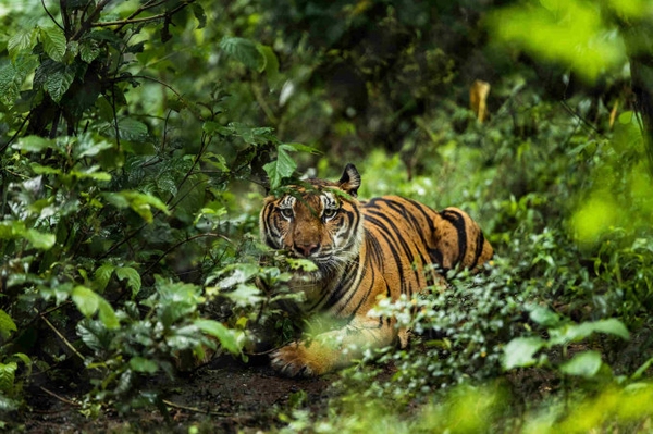 Spurensuche im Regenwald Monitoring in Indonesien zum Schutz der Artenvielfalt