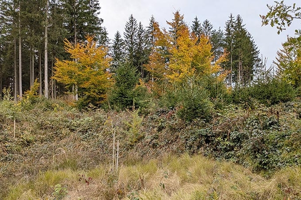 Neuer „Urwald von morgen“ gerettet
51 Hektar bei Ravensburg in Stiftungsobhut