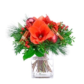 Amaryllis