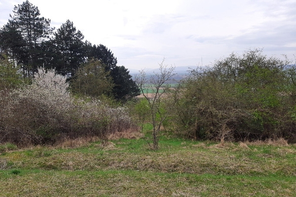 Erneute Pflege der Magerrasen am Schäferstuhl Lebensraum für Sonnenröschen, Orchideen & Co