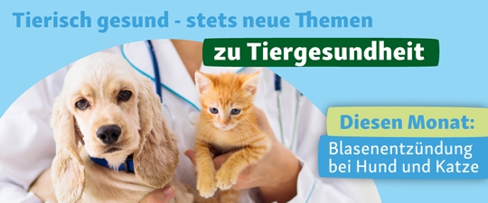 Tierisch gesund: Blasenentzündung bei Hunden und Katzen