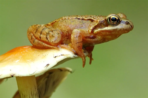 Wann wandern die ersten Frösche, Molche und Kröten? Mutige Amphibien nutzen das milde Wetter