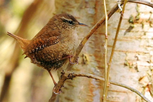 Rücksichtnahme auf Vögel und Wildtiere Brutvögel vor Störungen durch Haustiere schützen