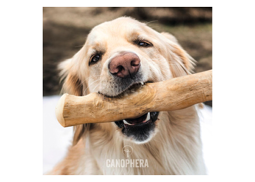 Hundespielzeug CANOPHERA Hundekaustab aus Kaffeeholz Größe M ca. 22 - 26 cm, für Hunde bis 20 kg braun, Stressabbau, Zahnpflege, Beschäftigung