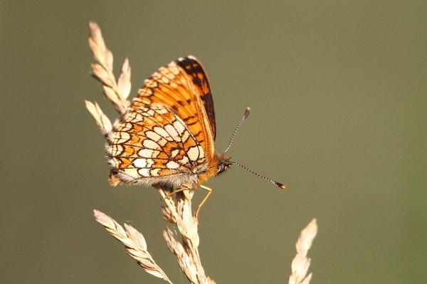 Auswirkungen des Klimawandels auf Tagfalter Einwanderer, Verlierer, Überlebenskünstler – Niedersachsens Schmetterlinge müssen sich anpassen