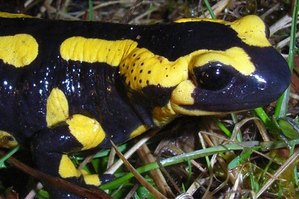 Bsal - tödlicher Pilz für Feuersalamander Haut von Schwanzlurchen befallen - Auch Molche betroffen