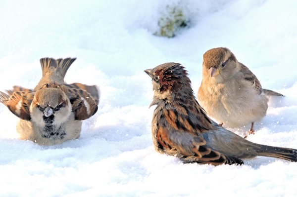 Vogelticker zur „Stunde der Wintervögel“ Welche Wintervögel wurden gesichtet?
