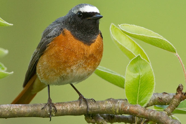 Wer flattert in meinem Garten? So bestimmen Sie Vögel richtig