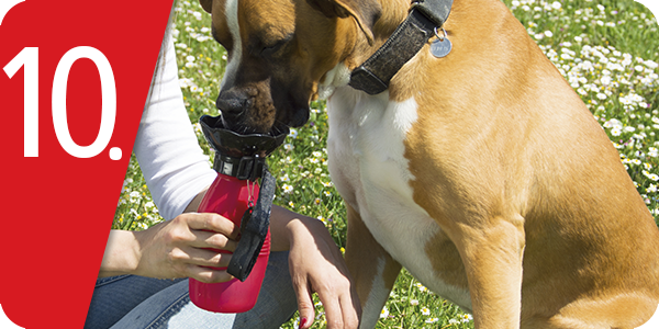 Trinkflasche für Hunde