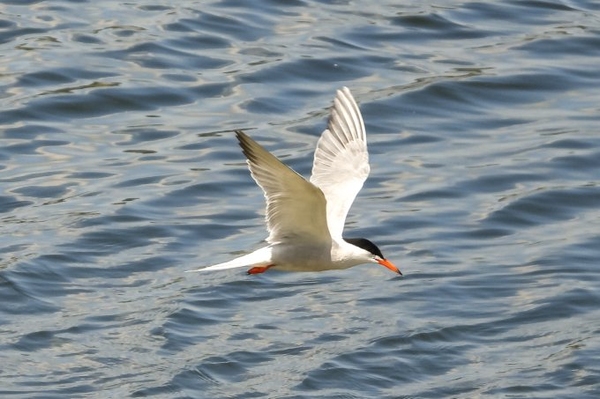 Neue Gewässer für die Flussseeschwalbe NABU-Stiftung erweitert Vogelparadies an der Moselaue