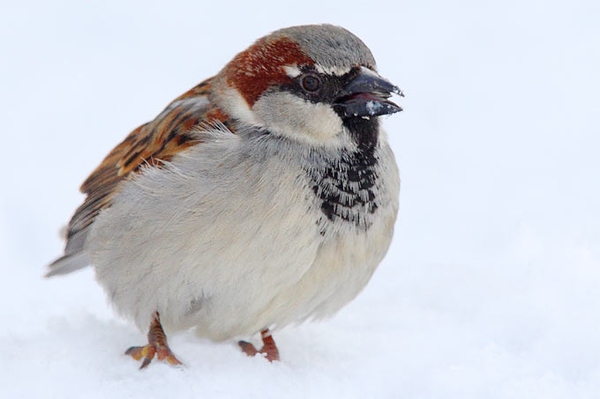 Rückgang der Spatzen in Thüringen Ergebnisse zur „Stunde der Wintervögel“ 2025