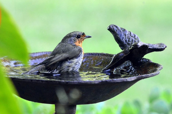 Vögel und Insekten haben Durst Trockenes Wetter hält an