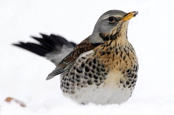 Häufig gestellte Fragen Wissenswertes rund um die „Stunde der Wintervögel“