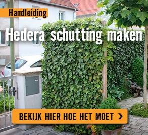 Hedera schutting maken | HORNBACH