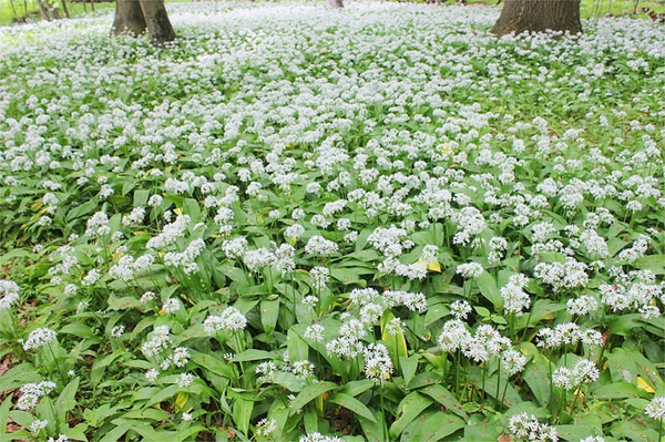 Bärlauchduft liegt in der Frühlingsluft Wenn es im Wald nach Knoblauch riecht...