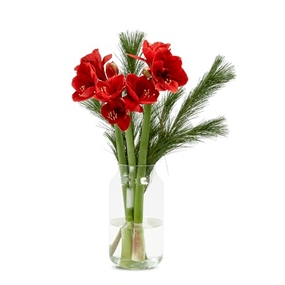 Amaryllis