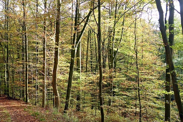 Naturwald Feldatal Vielfalt an naturnahen Wasserläufen im Vogelsberg