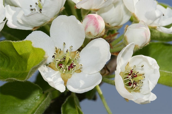 Ganz in weiß... Welches Gehölz blüht wann im Frühling?