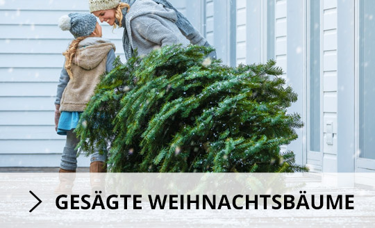 Gesägte Weihnachtsbäume