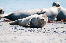 Wangerooge