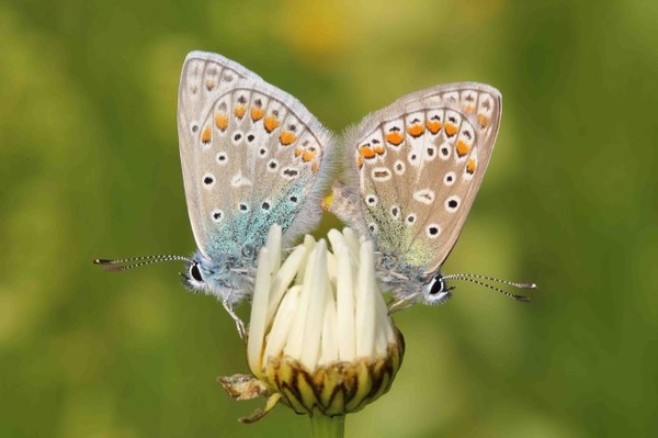 Schmetterlings-Garten