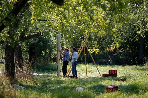 Projekt „Gemeinsam für Streuobstparadiese“ Initiativen für Streuobstwiesen gesucht