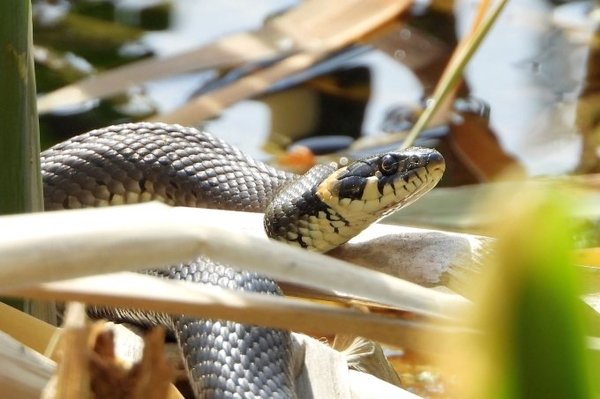 31. Feldherpetologische Tage