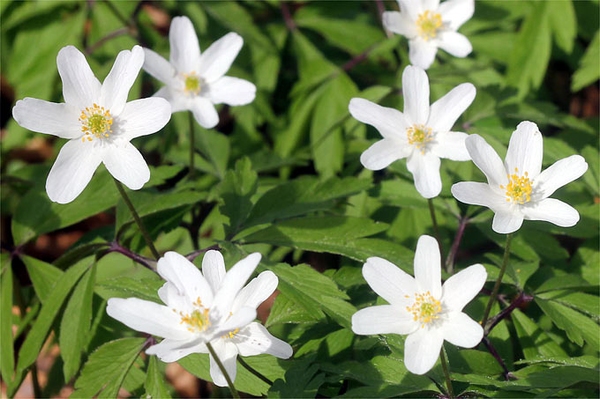 Erste Farbtupfer im Wald Frühblüher nutzen die Zeit vor der Belaubung der Bäume