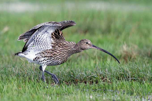 Neuer Bericht zur Biodiversität Ziele der EU für 2030 außer Reichweite