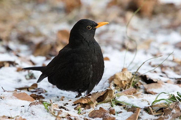 „Stunde der Wintervögel“ ausgewertet Dramatischer Rückgang bei Amseln