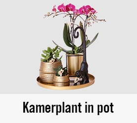 Kamerplanten in pot | HORNBACH