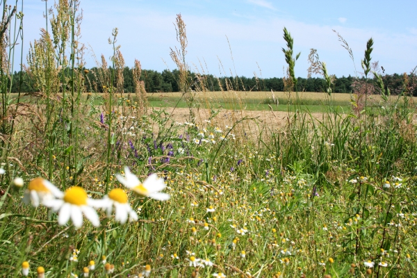 Wir kämpfen für die Natur und für den Menschen CDU-Agrarminister gegen EU-Renaturierung – zum eigenen Schaden