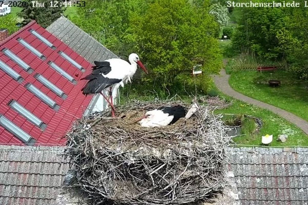 Störche vor der Kamera Familienleben der Störche im Livestream