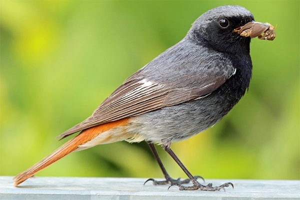 Von Amsel bis Zilpzalp Unsere häufigsten Gartenvögel im Porträt