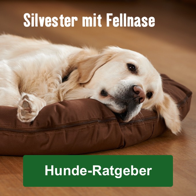 Silvester mit Fellnase