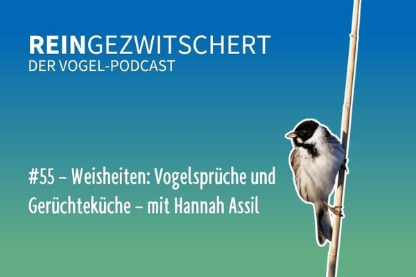 Reingezwitschert – der NABU-Vogelpodcast Tipps, Neuigkeiten und Kurioses für alle Vogelfans